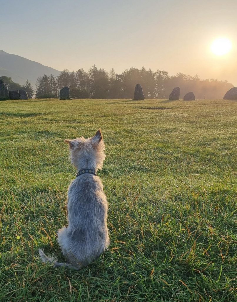 Healing in Dog Time