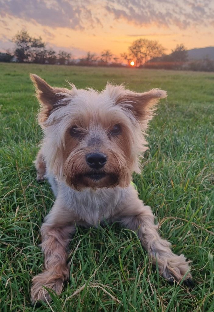 Healing in Dog Time