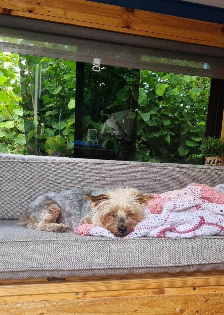 Life on the Road with Miley: Healing in Dog Time