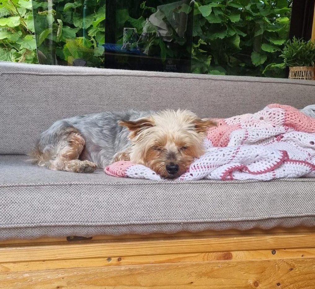 Life on the Road with Miley: Healing in Dog Time